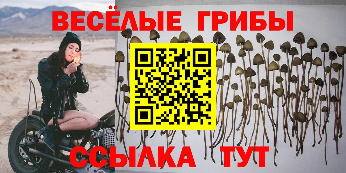 Гудермес  сколько стоит  Вход с VPN  Галлюциногенные грибы GOLDEN TEACHER 